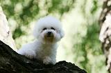 BICHON FRISE 594